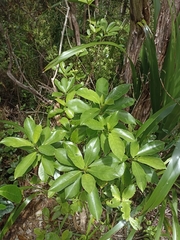 Melicytus macrophyllus (Melicytus macrophyllus)
