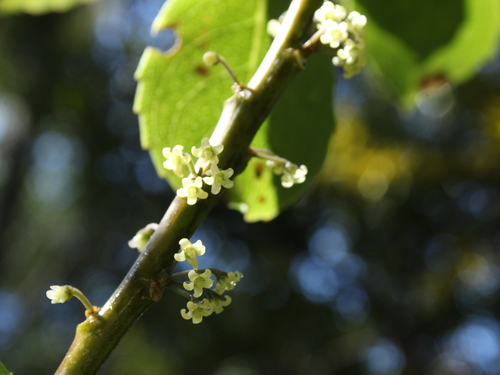 Melicytus macrophyllus (Melicytus macrophyllus)