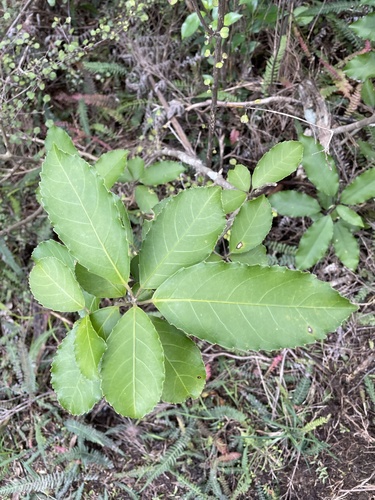 Melicytus macrophyllus (Melicytus macrophyllus)