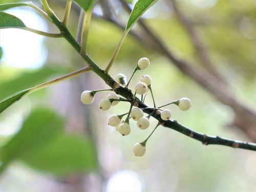 Melicytus macrophyllus (Melicytus macrophyllus)