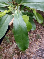 Melicytus macrophyllus (Melicytus macrophyllus)