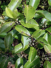Melicytus macrophyllus (Melicytus macrophyllus)