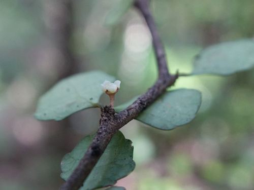 Melicytus micranthus (Melicytus micranthus)