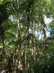 Melicytus micranthus (Melicytus micranthus)