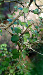 Melicytus micranthus (Melicytus micranthus)