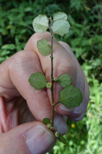 Melicytus micranthus (Melicytus micranthus)