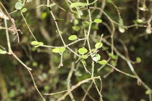 Melicytus micranthus (Melicytus micranthus)