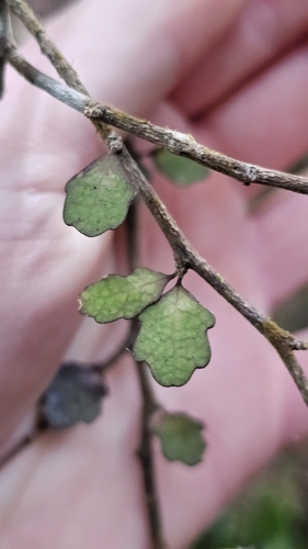 Melicytus micranthus (Melicytus micranthus)
