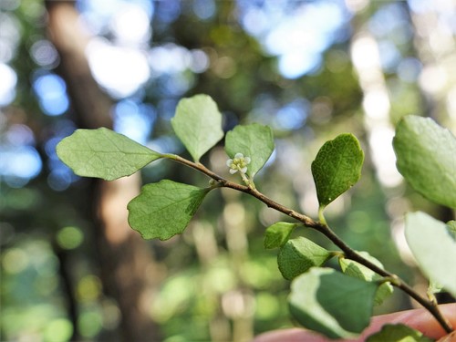 Melicytus micranthus (Melicytus micranthus)