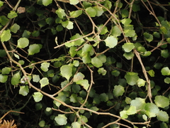 Melicytus micranthus (Melicytus micranthus)