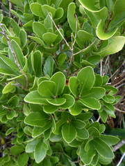 Melicytus novae-zelandiae (Melicytus novae-zelandiae)
