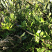 Melicytus novae-zelandiae (Melicytus novae-zelandiae)