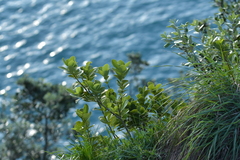 Melicytus novae-zelandiae (Melicytus novae-zelandiae)