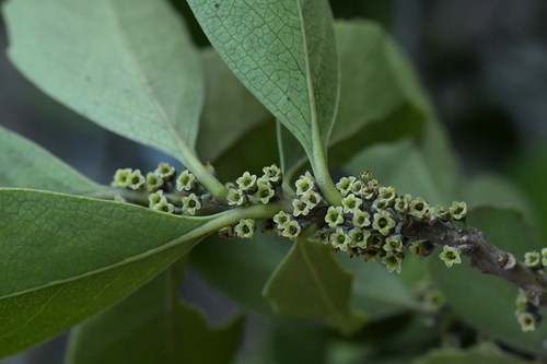 Melicytus novae-zelandiae (Melicytus novae-zelandiae)