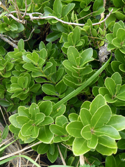 Melicytus novae-zelandiae (Melicytus novae-zelandiae)