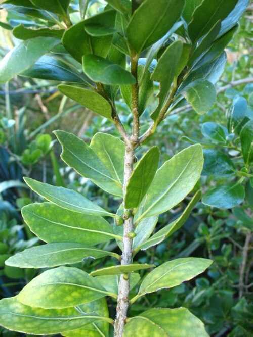 Melicytus novae-zelandiae (Melicytus novae-zelandiae)