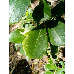 Melicytus novae-zelandiae (Melicytus novae-zelandiae)