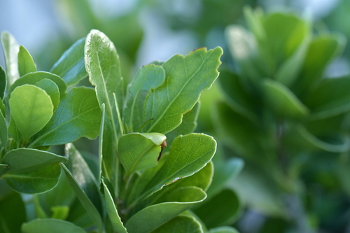 Melicytus novae-zelandiae (Melicytus novae-zelandiae)