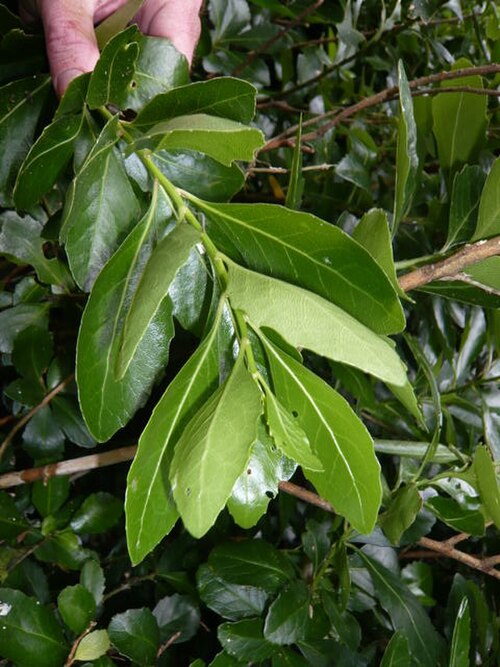 Melicytus novae-zelandiae (Melicytus novae-zelandiae)