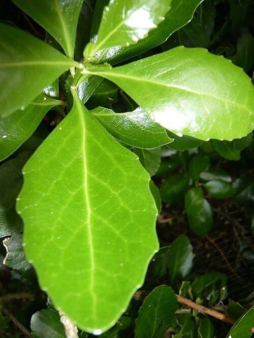 Melicytus novae-zelandiae (Melicytus novae-zelandiae)