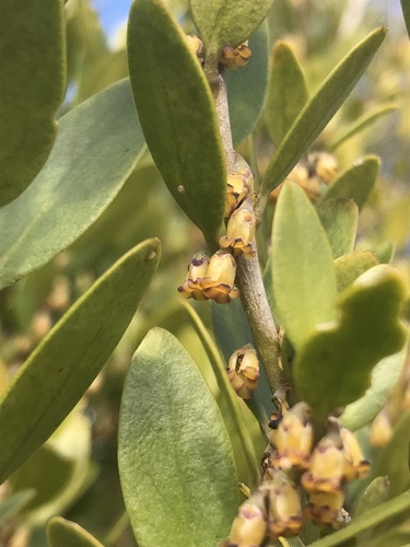 Melicytus obovatus (Melicytus obovatus)