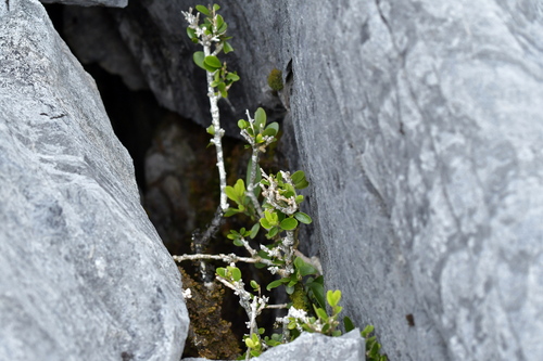 Melicytus obovatus (Melicytus obovatus)