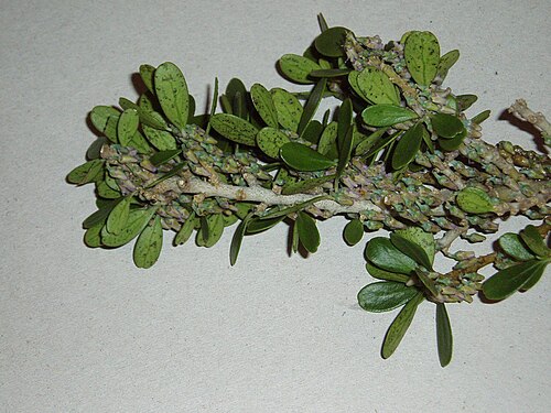 Melicytus obovatus (Melicytus obovatus)