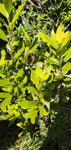 Melicytus obovatus (Melicytus obovatus)