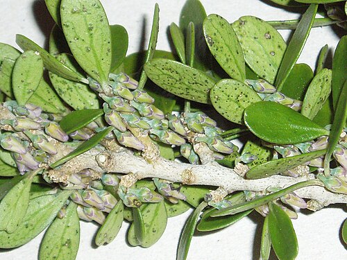 Melicytus obovatus (Melicytus obovatus)