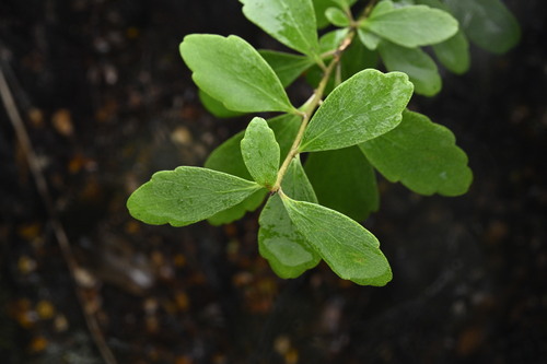 Melicytus obovatus (Melicytus obovatus)