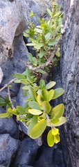Melicytus obovatus (Melicytus obovatus)