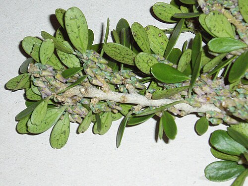 Melicytus obovatus (Melicytus obovatus)