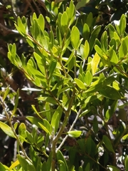 Melicytus obovatus (Melicytus obovatus)