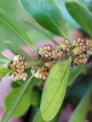 Melicytus obovatus (Melicytus obovatus)