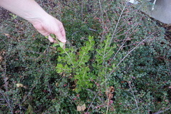 Melicytus obovatus (Melicytus obovatus)