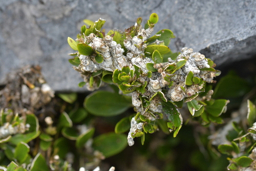 Melicytus obovatus (Melicytus obovatus)