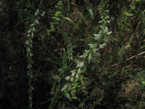 White melilot (Melilotus albus)