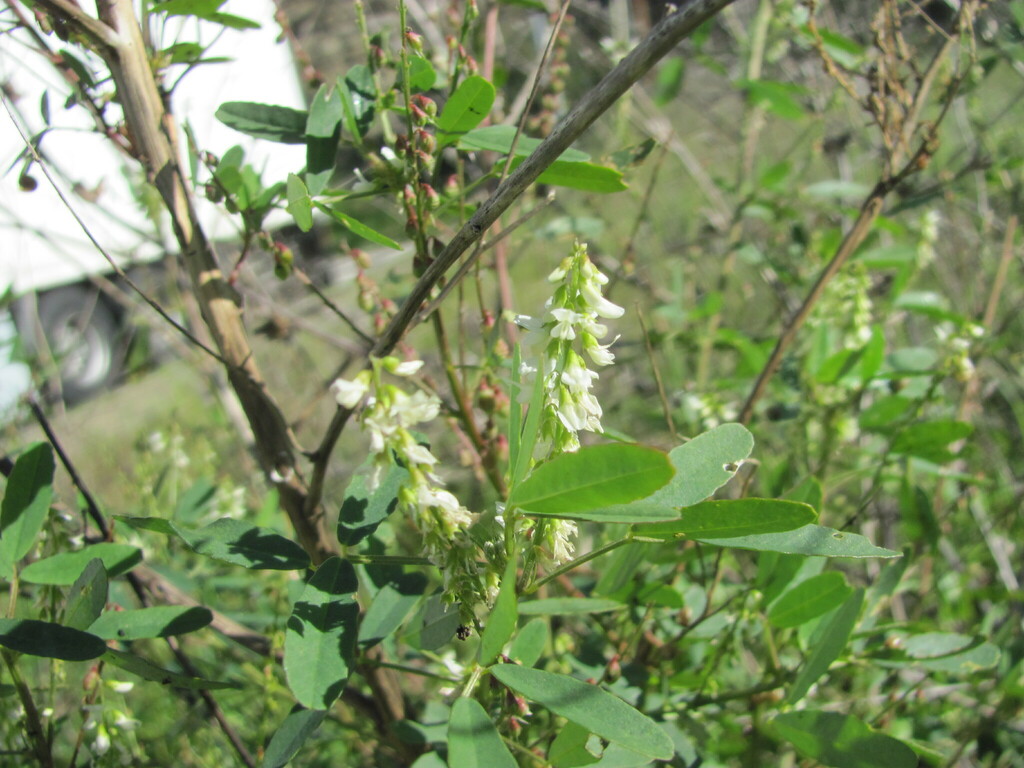 White melilot (Melilotus albus)