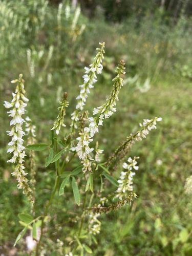 White melilot (Melilotus albus)