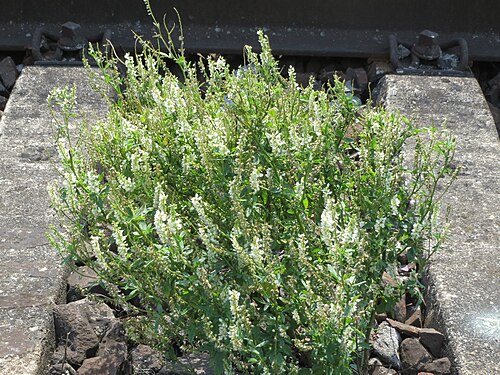 White melilot: Weißer Steinklee ( Melilotus albus ) am Bahnhof Saarbrücken Ost