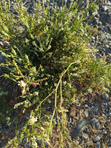 White melilot (Melilotus albus)