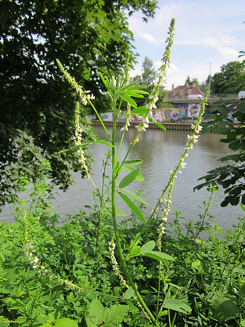 White melilot: Weißer Steinklee ( Melilotus albus ) am Staden in Saarbrücken