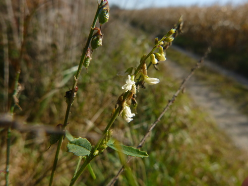 White melilot (Melilotus albus)