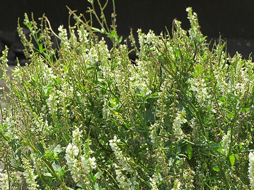 White melilot: Weißer Steinklee ( Melilotus albus ) am Bahnhof Saarbrücken Ost