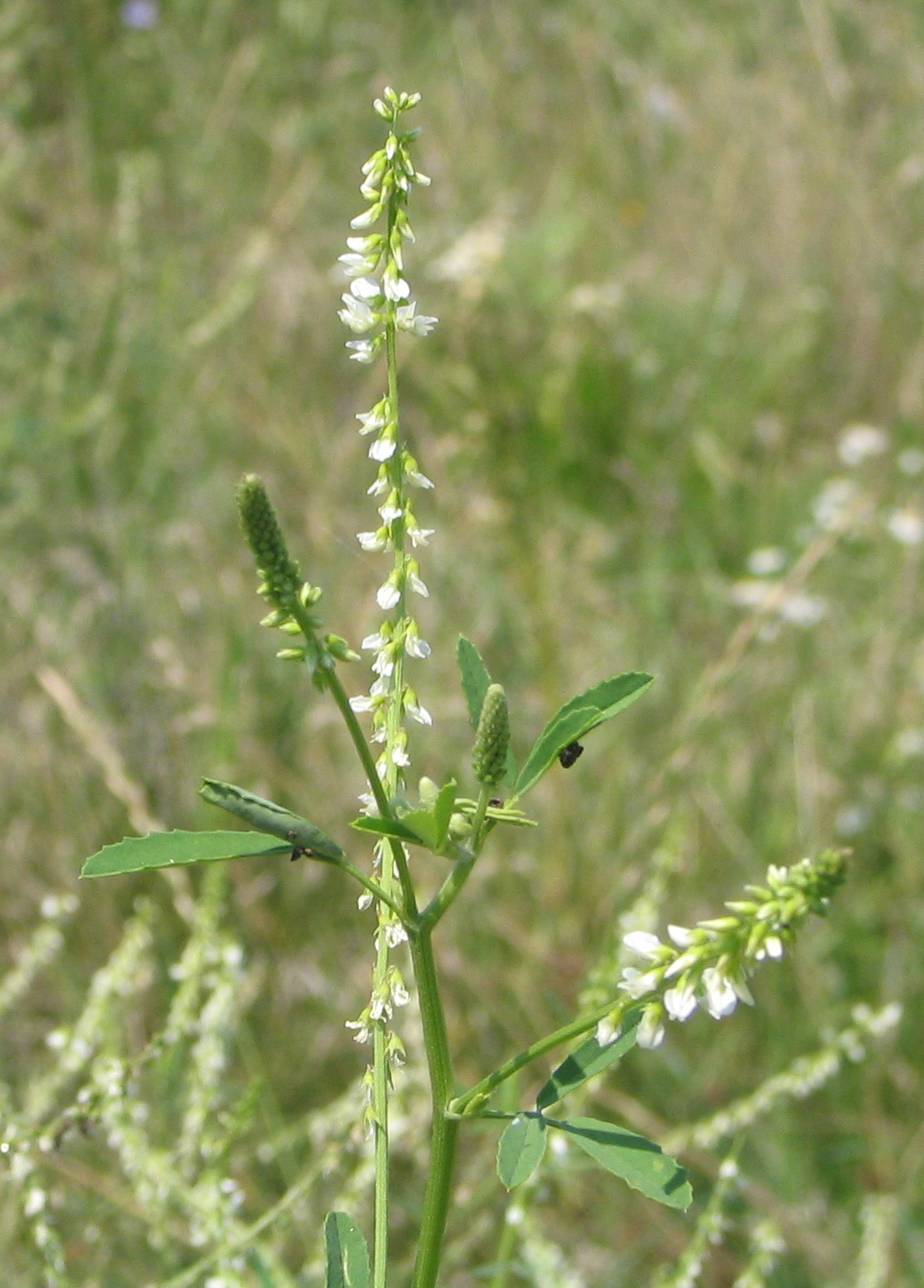 White melilot (Melilotus albus)