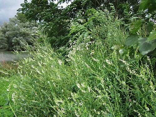 White melilot: Weißer Steinklee ( Melilotus albus ) auf der Ketscher Rheininsel