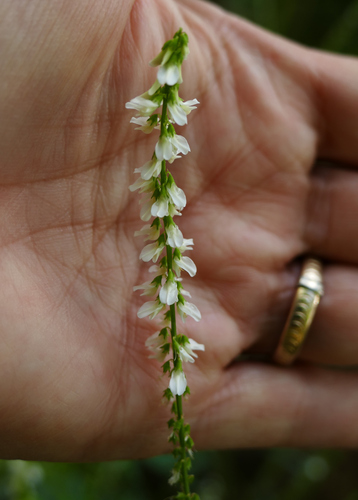 White melilot (Melilotus albus)