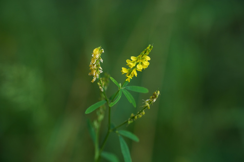 Tall yellow sweetclover (Melilotus altissimus)