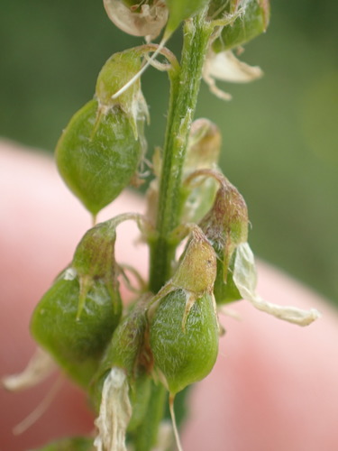 Tall yellow sweetclover (Melilotus altissimus)