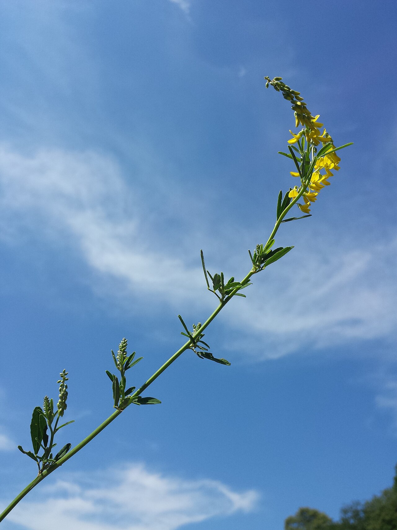 Tall yellow sweetclover: Habitus Taxonym: Melilotus altissimus ss Fischer et al. EfÖLS 2008 ISBN 978-3-85474-187-9 Location: Kreuttal, district Mistelbach, Lower Austria - ca. 210 m a.s